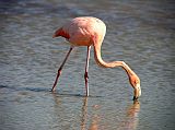 Galapagos 1-2-12 Bachas Flamingo Close Up